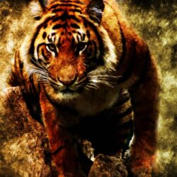 Tiger Wallpapers Laptop Cute Wallpapers