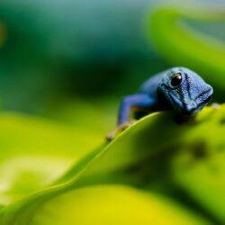 Colorful Blue Lizard Wallpapers