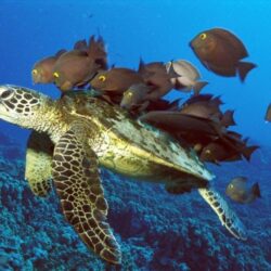 Sea Turtle wallpapers
