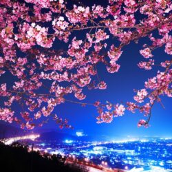 cherry blossom wallpapers free desktop wallpapers