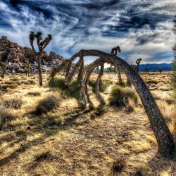 joshua tree national park