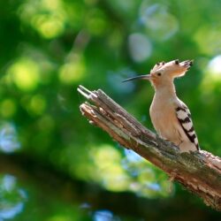 32 Hoopoe HD Wallpapers