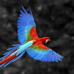 Scarlet Macaw Bird, HD Birds, 4k Wallpapers, Image, Backgrounds