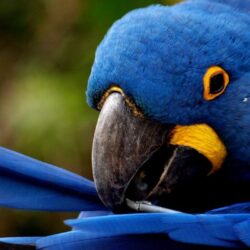 Macaw Wallpapers ,