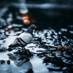 Pigeon In A Puddle 4K UltraHD Wallpapers