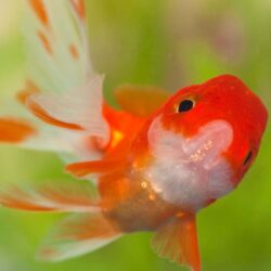58+ Gold Fish Wallpapers