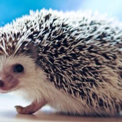 Cute Baby Hedgehogs Cute baby hedgehog wallpapers
