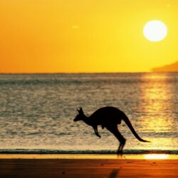 Kangaroo, kangaroos, beach, Australia, Sun HD wallpapers
