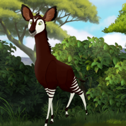 Okapis