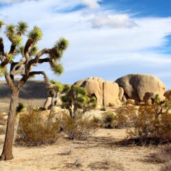 7 Joshua Tree National Park HD Wallpapers