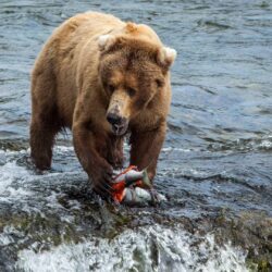 Brown bears feed at Brooks Falls in Katmai National Park and