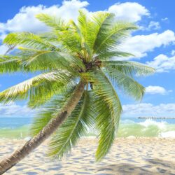 Single Palm Tree On The Sandy Beach 4K UltraHD Wallpapers