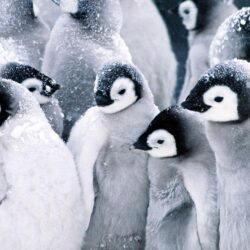 Baby Penguins HD desktop wallpapers : Widescreen : High Definition