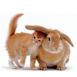 Brown Cat And Rabbit Wallpapers Wallpapers