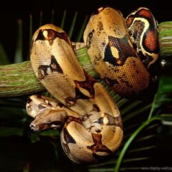 Best ideas about Snake Wallpapers Nature ×