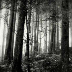 Black And White Forest Image Wallpapers