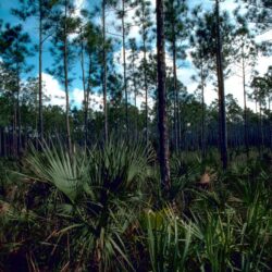 File:Everglades national park