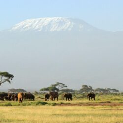 HD Kilimanjaro Safari Wallpapers