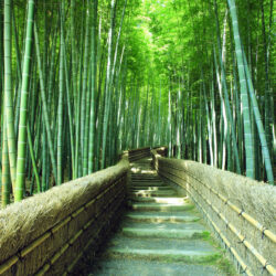Footpath in Sagano bamboo forest, Kyoto, Japan