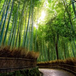Bamboo Wallpapers 7