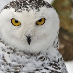 78 Snowy Owl Wallpapers