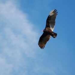 Suzanne Britton Nature Photography: Turkey Vulture 2