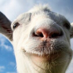 Goat HD Wallpapers