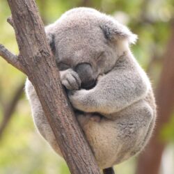 Koala Hd Pics