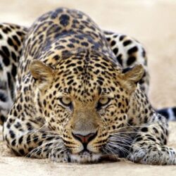 795 Leopard HD Wallpapers