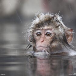 Animals For > Cute Baby Monkey Wallpapers