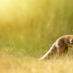 fox wallpapers, red fox, red, nature, grass