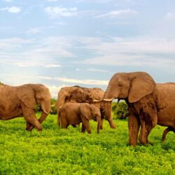 African Elephants In Chobe National Park, Botswana, Africa Desktop