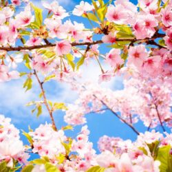 Spring Wallpapers Cherry Blossom HD Wallpapers
