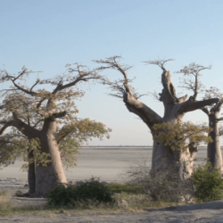 Panning shot of Baobab trees with Makgadikgadi Pans in the