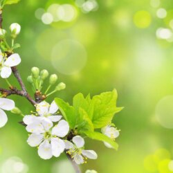 Category: Spring Wallpapers