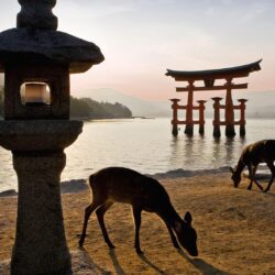 Torii Gate Shrine, Japan