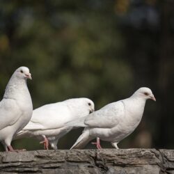 Wallpapers Birds Pigeons White Three 3 Animals