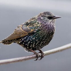 Green and black short beak bird perching on wire, european