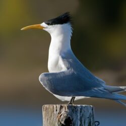 Greater crested tern