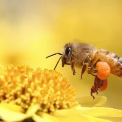 Honey bee pollinating flower yellow wallpapers