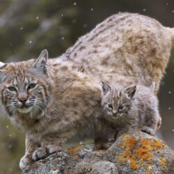 Bobcat Wallpapers Group with 27 items