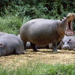 Hippopotamus Animals Free Image High Defination Wallpapers
