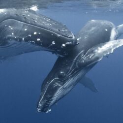 Humpback Whale Mother And Baby, Hd Wallpapers & backgrounds