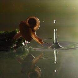 Top 73 Snail Wallpapers