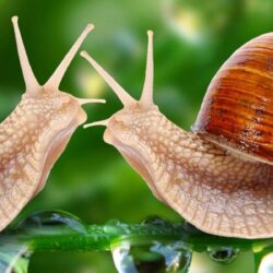 Snails Backgrounds