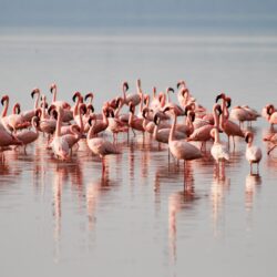 Colony of Flamingos at Lake Nakuru