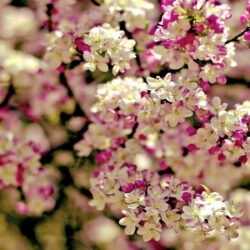 Sakura flower backgrounds Japanese image download