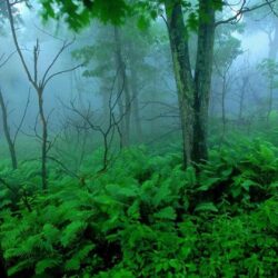Trees: Trees Green Landscapes Shenandoah Mist National Park