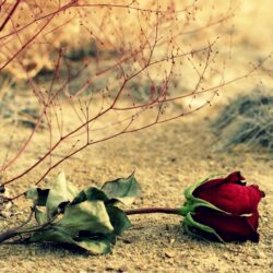 flower rose red rose leaves branches backgrounds wallpapers widescreen