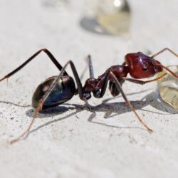 Ant Wallpapers for Android